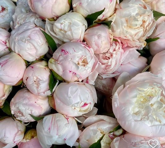 Peony Bouquet